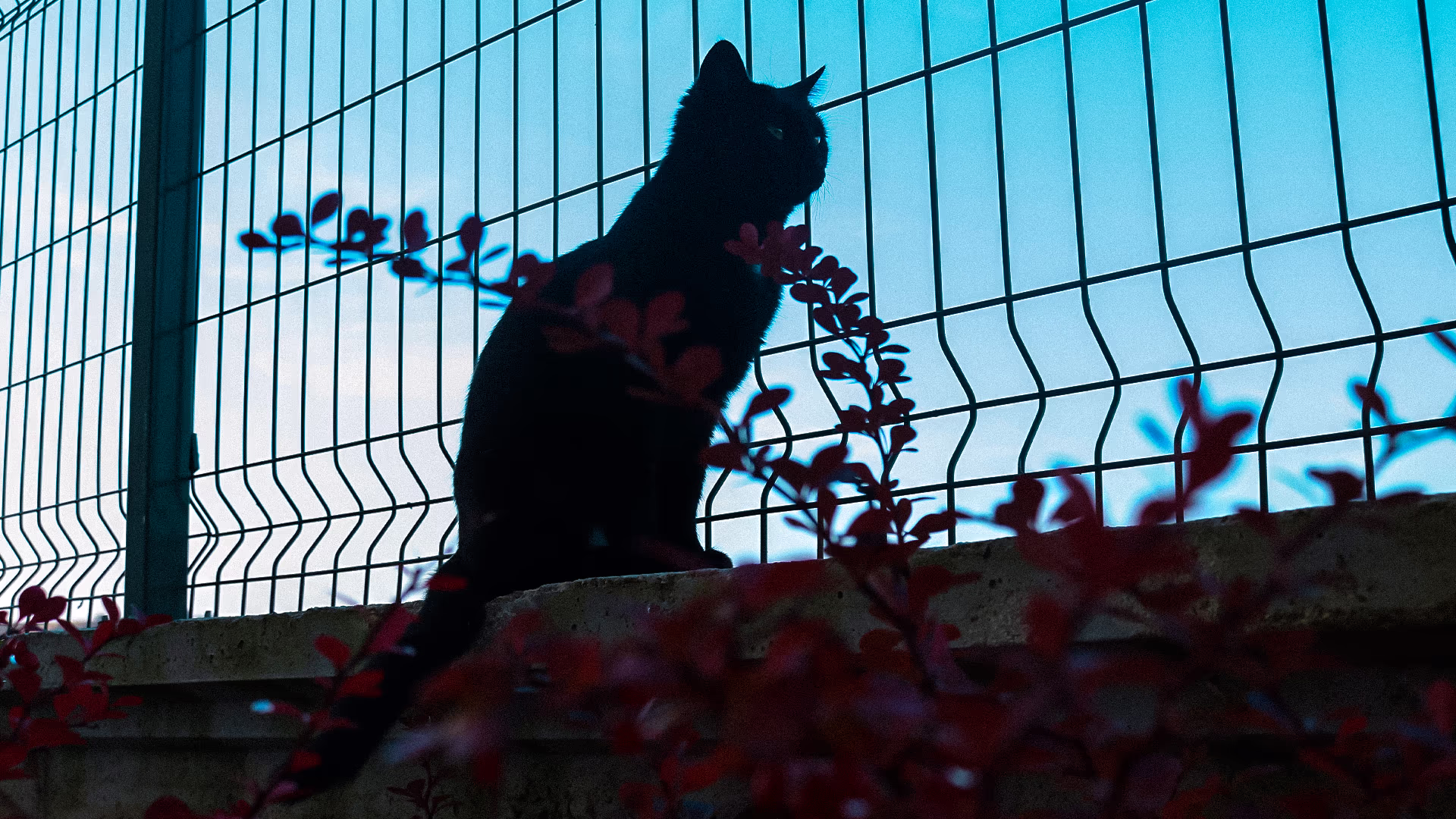 Kedi fotoğrafı