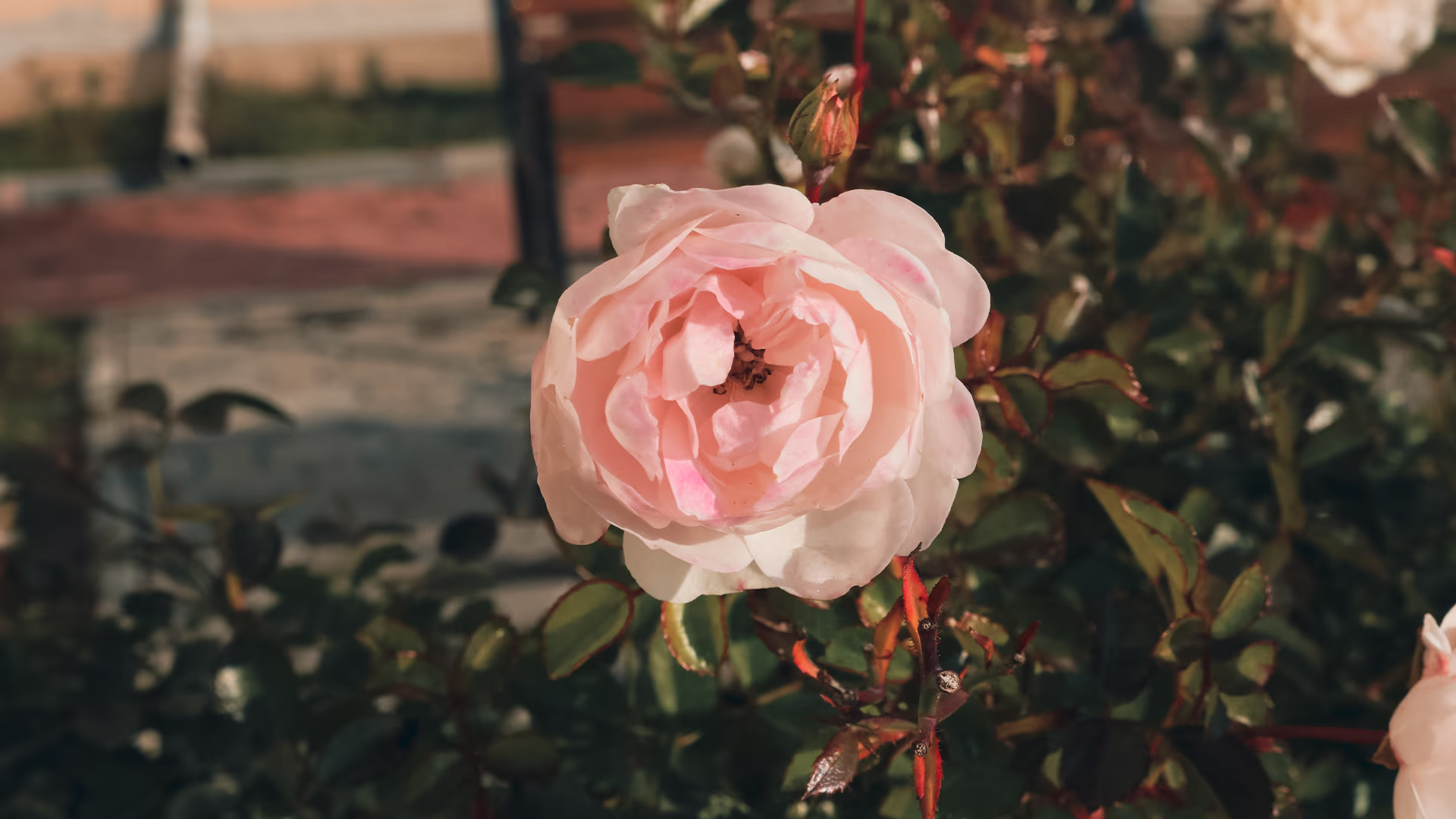 Çiçek fotoğrafı