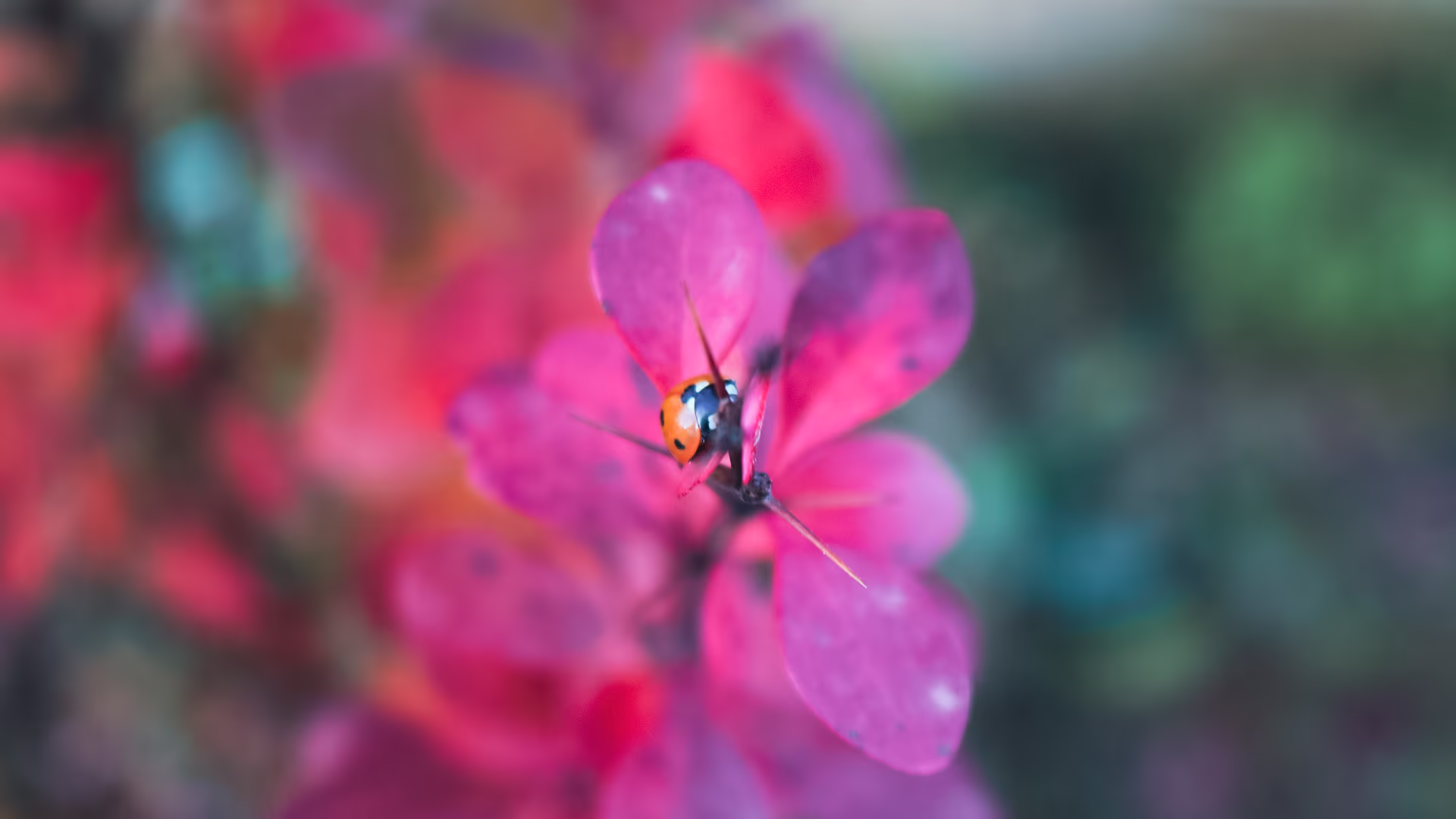 Uğur böceği fotoğrafı