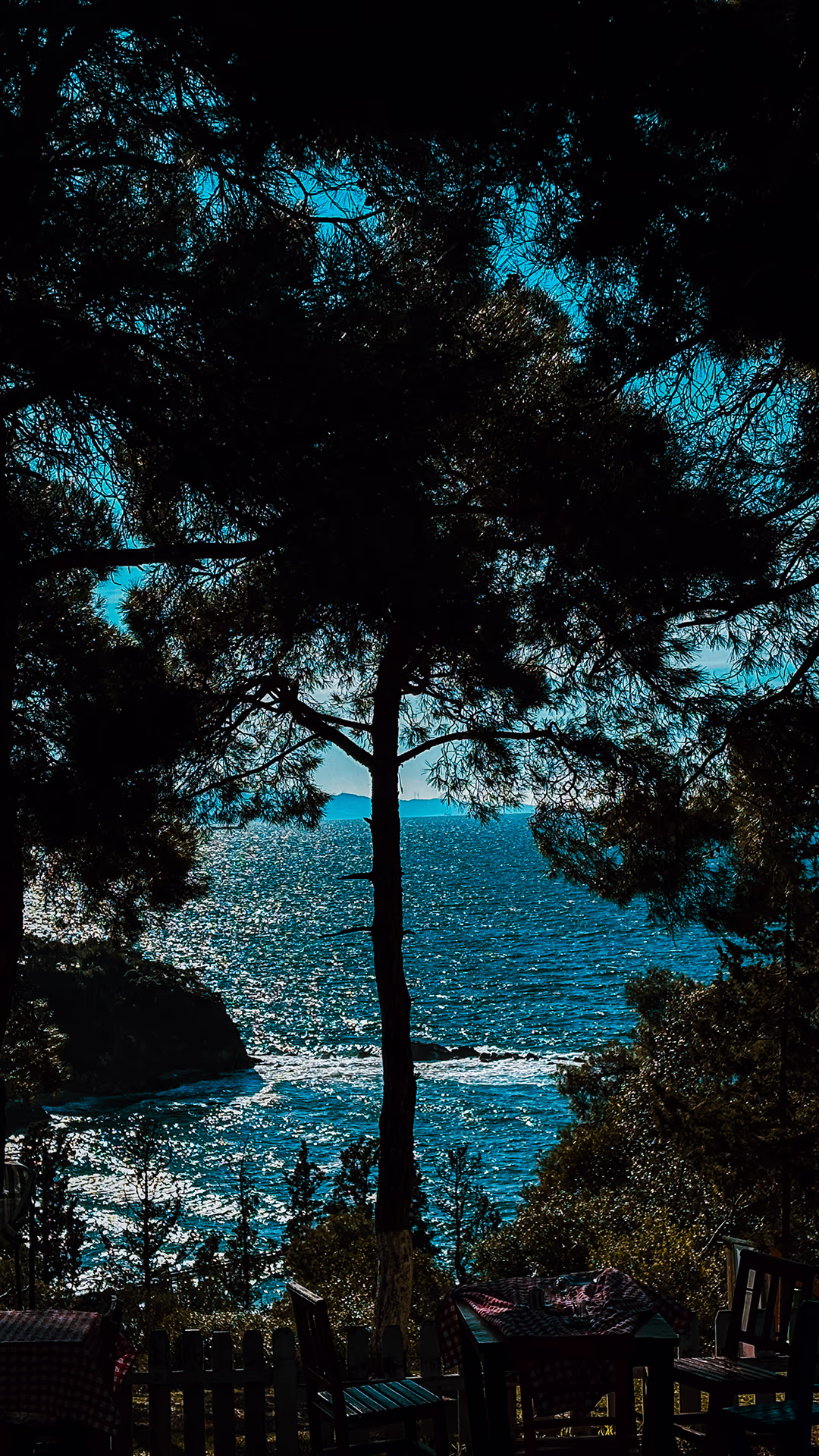 Ağaç fotoğrafı